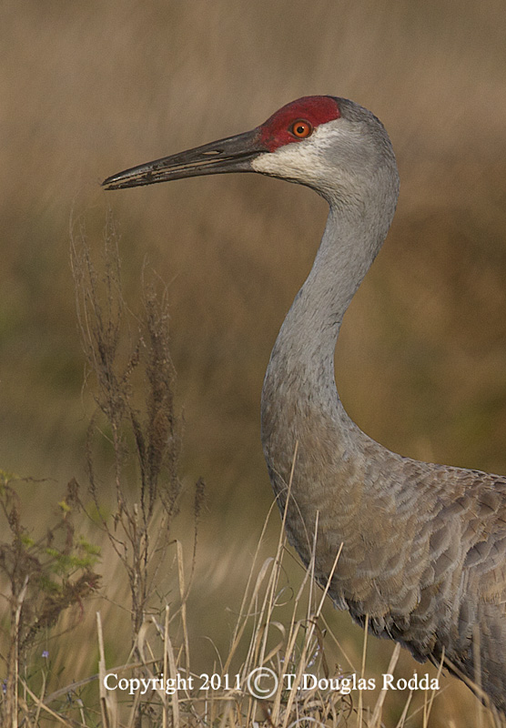 CRANE RODDA